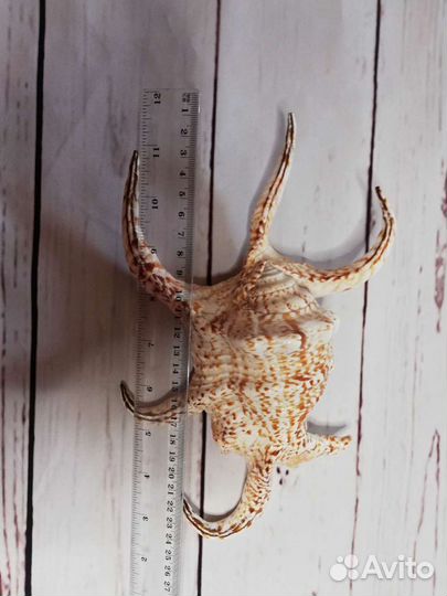 Огромная морская ракушка