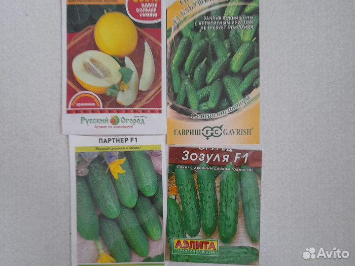 Рассада огурцов