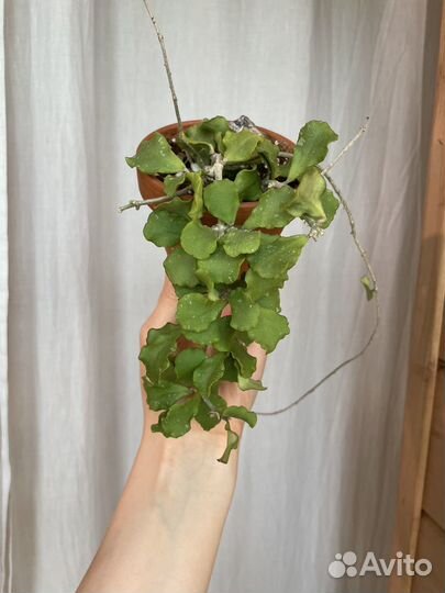 Хойя kanyakumariana (обмен)