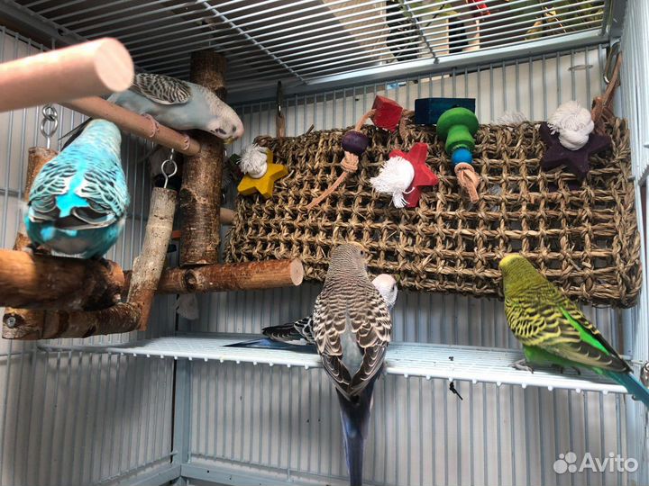 Клетка triol 5005, волнистые попугаи,корм,игрушки