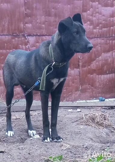 Собака пёс кобель Гор