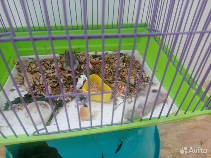 Хомяк с клеткой