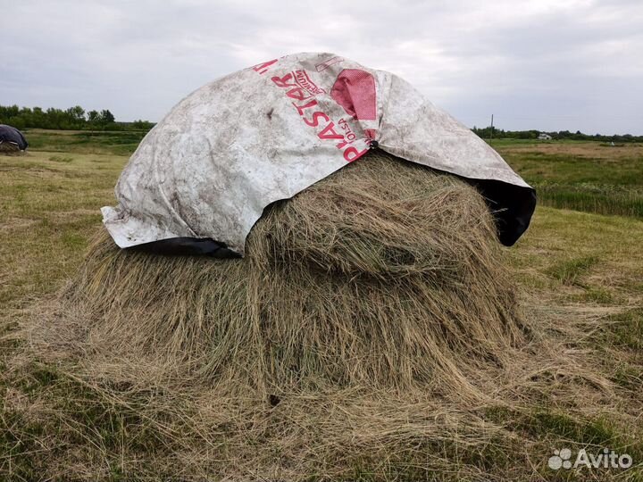 Продаю сено