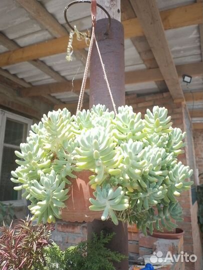 Цветы в кашпо