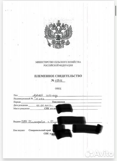 Ташлинские овцы