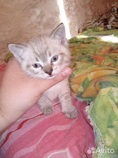 Котик в добрые руки)