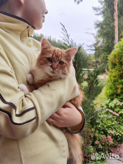 Отдам кошку в добрые руки