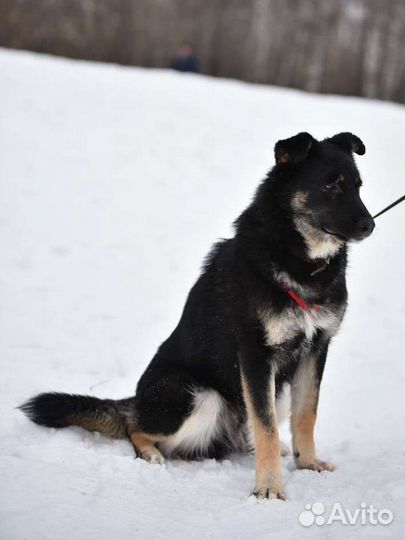 Добрый пёс из приюта ищет дом