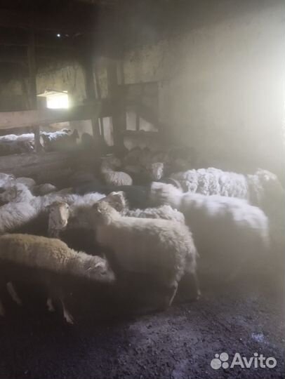 Овцы бараны