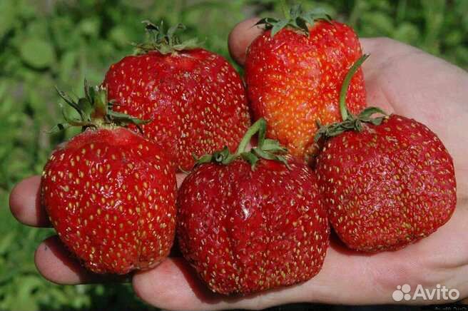 Саженцы клубники Лорд.Зефир