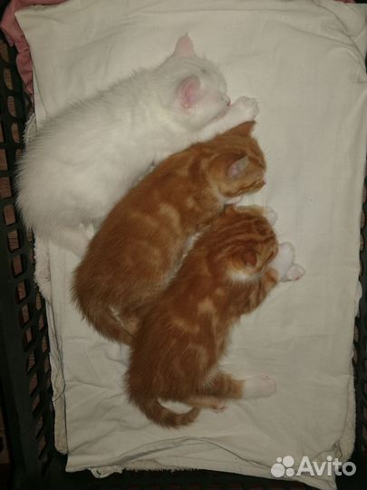 Шотландские котята