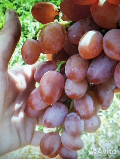 Саженцы винограда