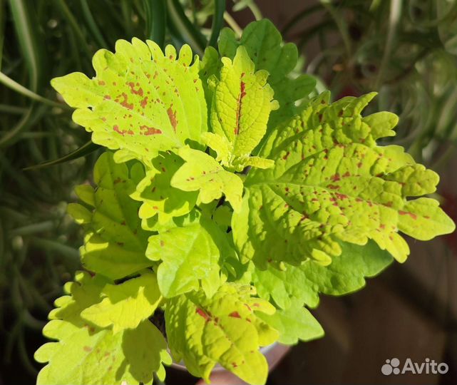 Колеусы вегетативные