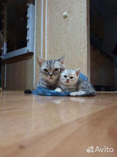 Шотландские котята