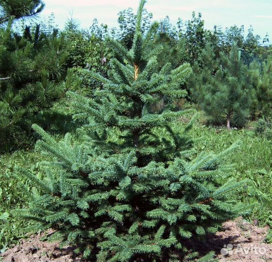 Озеленение и благоустройство с гарантией