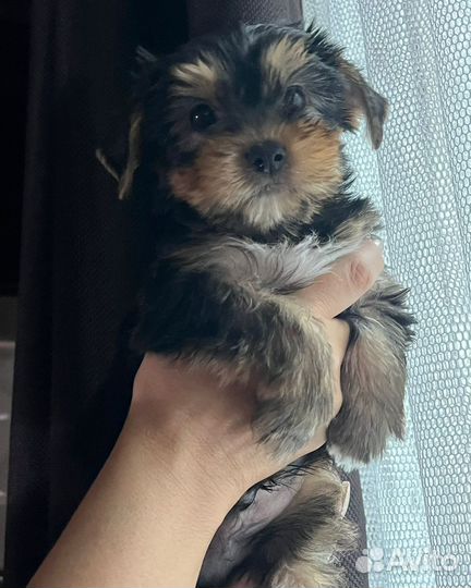 Йоркширский терьер