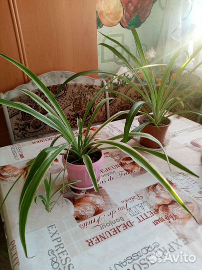 Сансевиерия, панданус, аихризон, хлорофитум