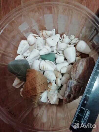 Ракушки для аквариума