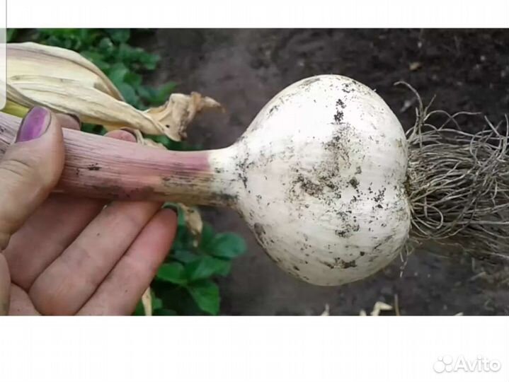 Лук Суворовский Анзур