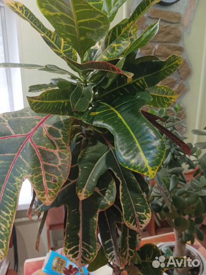 Кодиеум кротон