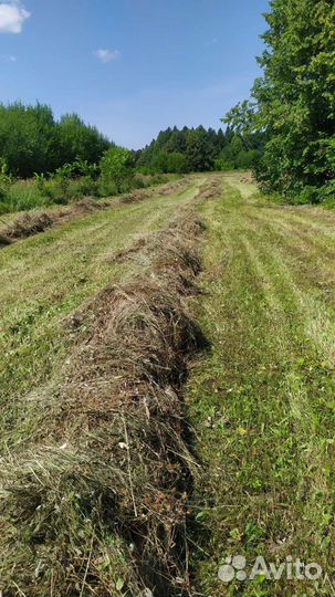 Сено луговое в тюках (брикетах, кипы). Доставка