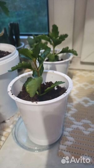 Каланхоэ молодой