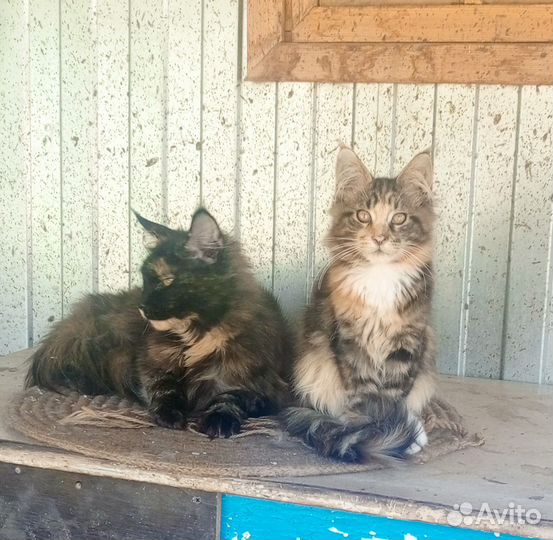 Кошка мейкун