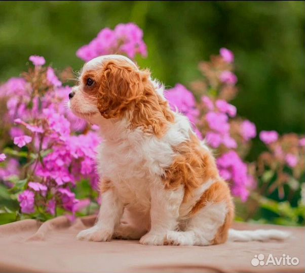 Малыш Кавалер кинг чарльз спаниель