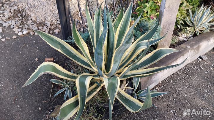 Агава американская