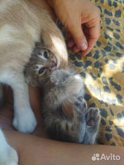 Котёнок в добрые руки