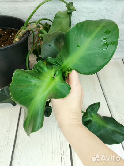 Филодендрон ругозум, тенуе