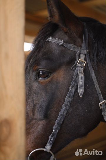 Продам Жеребца