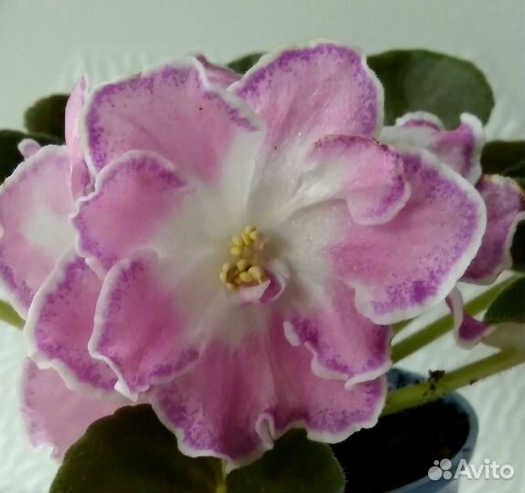 Фиалки сортовые