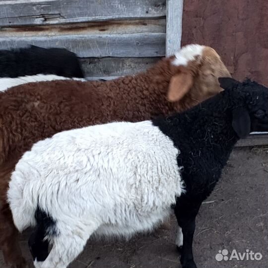 Бараны дорпер и обычные матки с ягнёнком