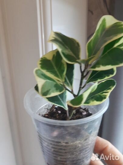 Фикус триангулярис