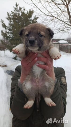 Щенки в добрые руки