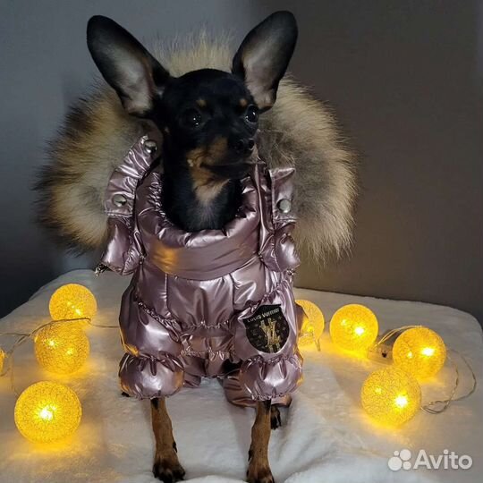 Пошив одежды для собак