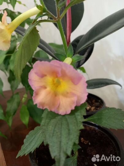 Ахименесы комнатные цветы растения