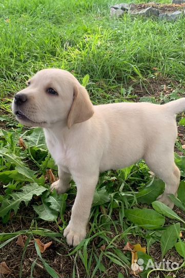 Щенки лабрадора