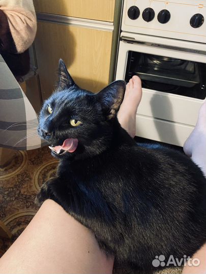 Котик в добрые руки