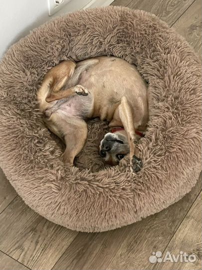 Передержка для собак