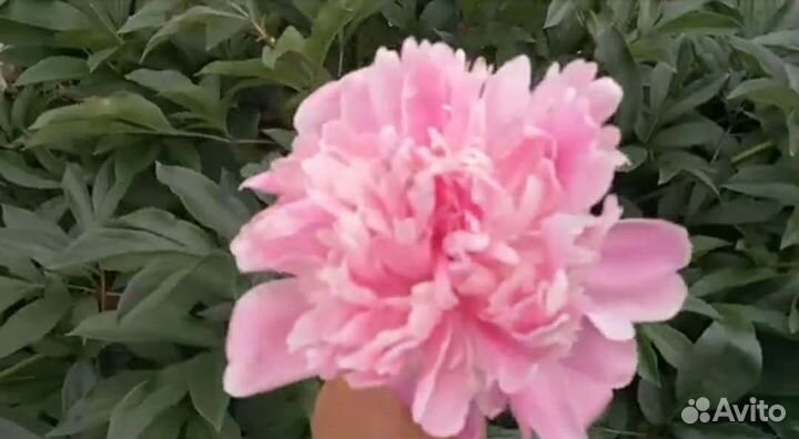 Пион Амабилис