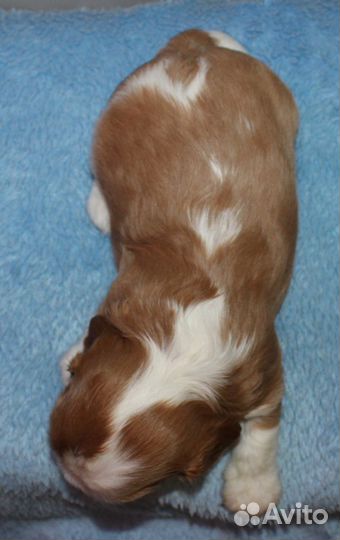 Малыши ккчс