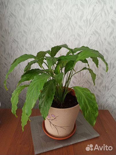 Спатифиллум