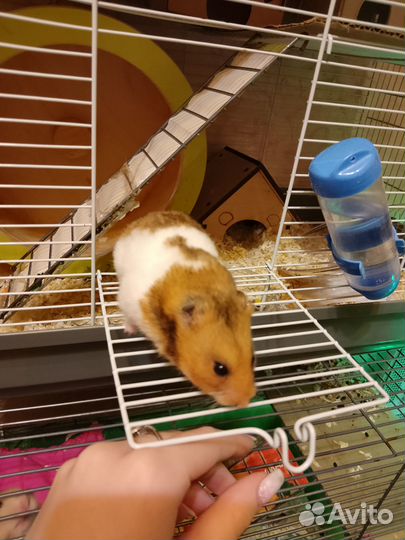 Сирийский хомяк