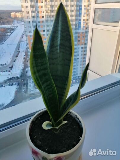 Сансевиерия