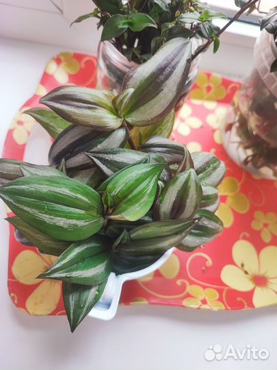 Традесканция