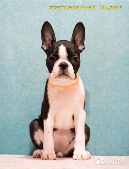 Щенки Бостон терьера