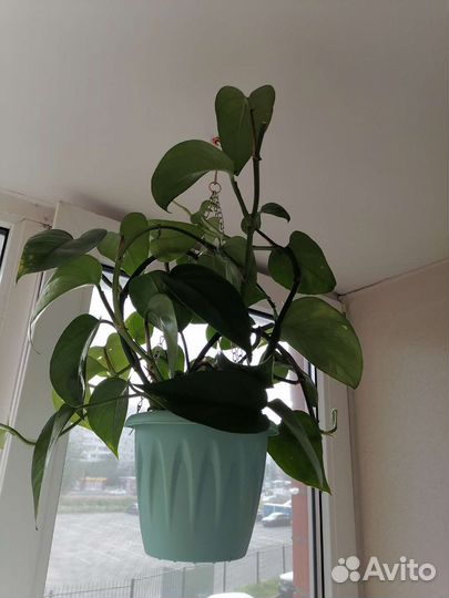 Комнатные цветы