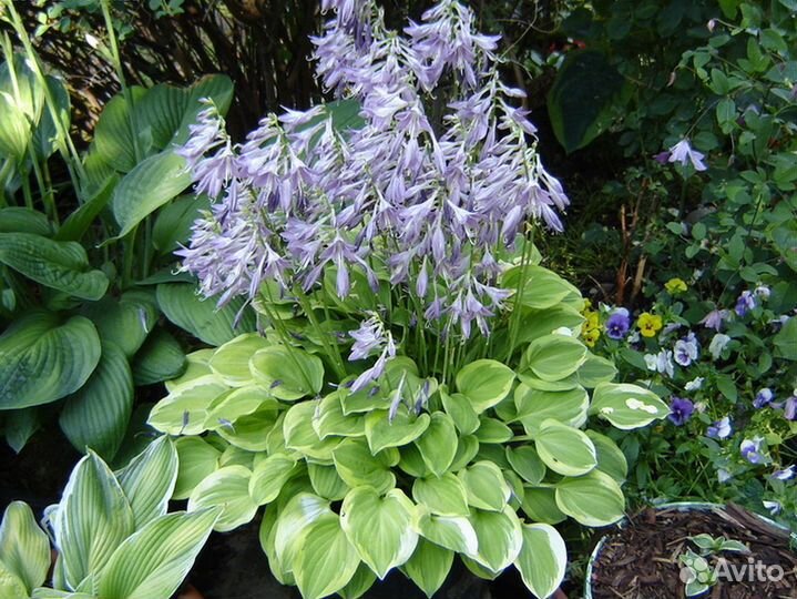 Хоста Голден Тиара